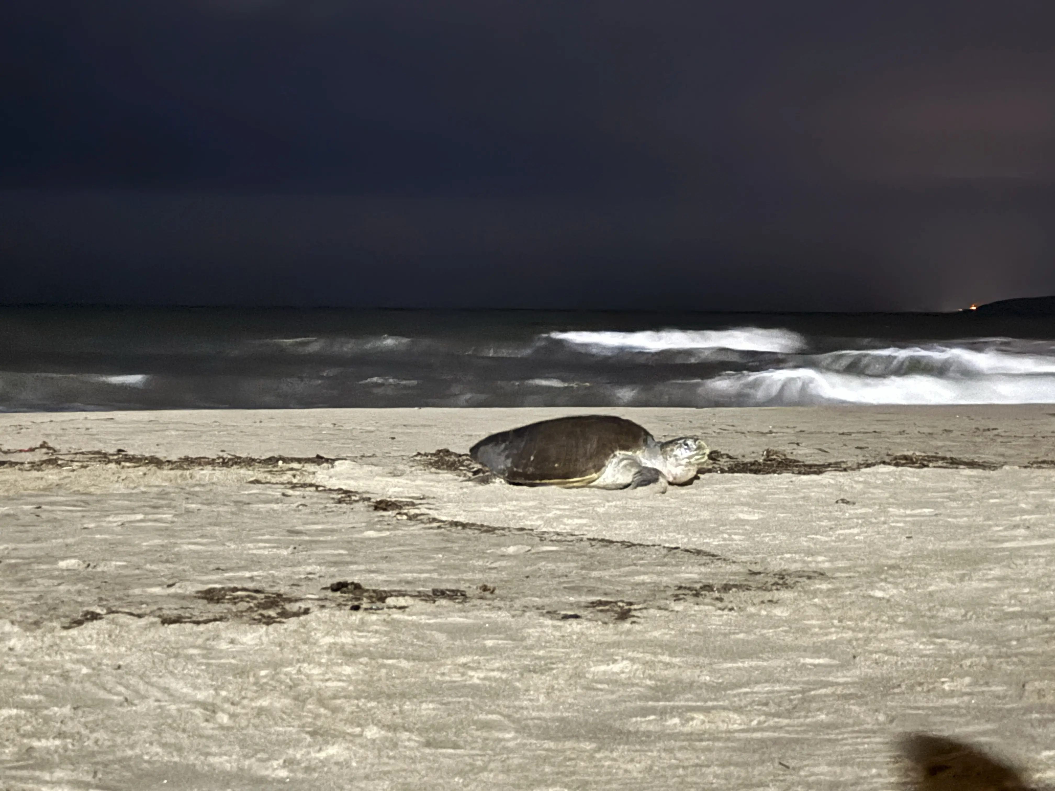Sea turtle on beach at night